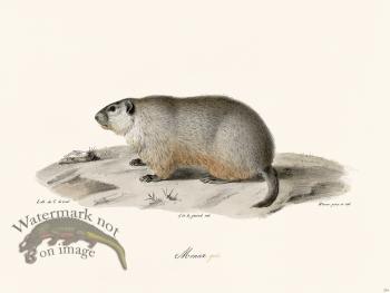 Cuvier 254 Monax Gray